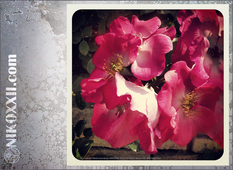 NIKOXXII.com - Gallery - Photography - Plants. Flowers. - Old Garden Rose by © Liudmila Maksimovskaya NIKOXXII. All Rights Reserved.