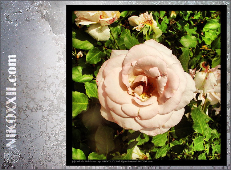NIKOXXII.com - Gallery - Photography - Plants. Flowers. - White Rose by © Liudmila Maksimovskaya NIKOXXII. All Rights Reserved.